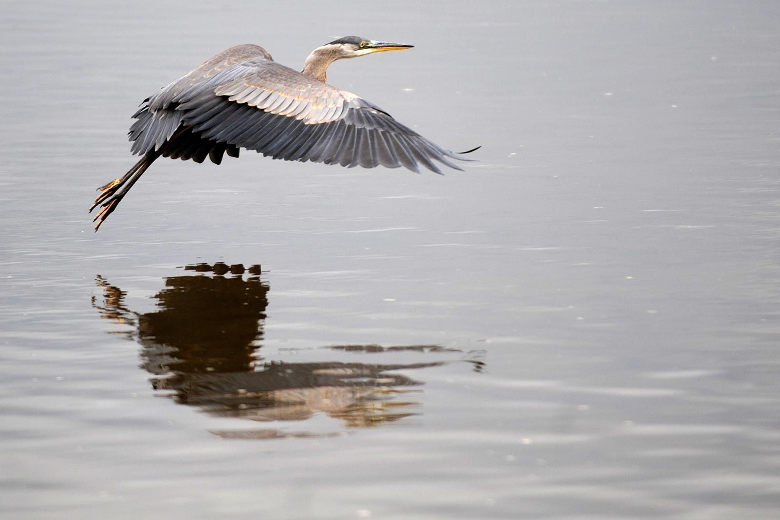 great blue heron